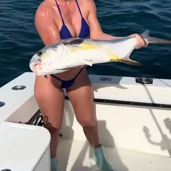 The most recent Baldchin groper catches on Fishbrain