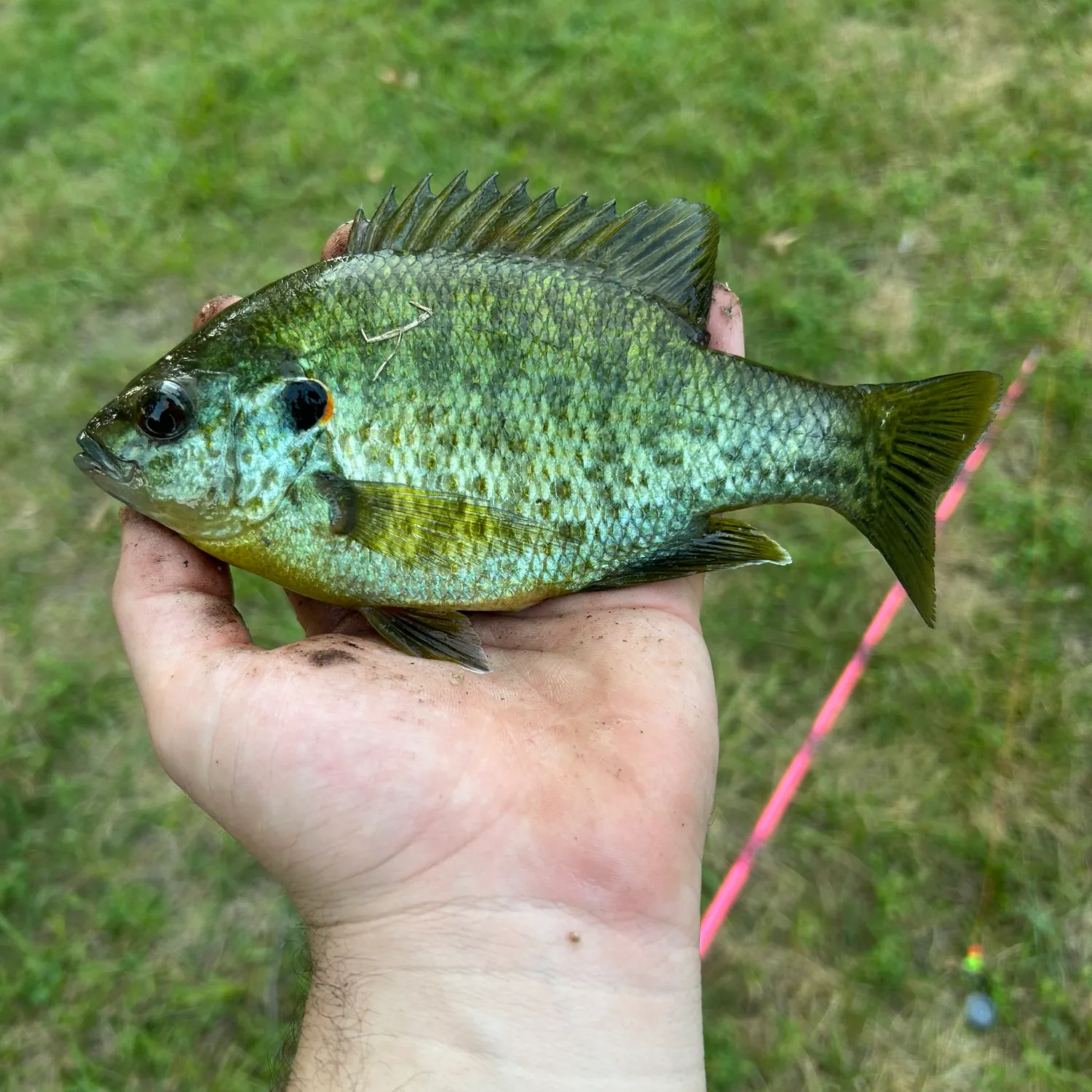Redear sunfish caught on Fishbrain