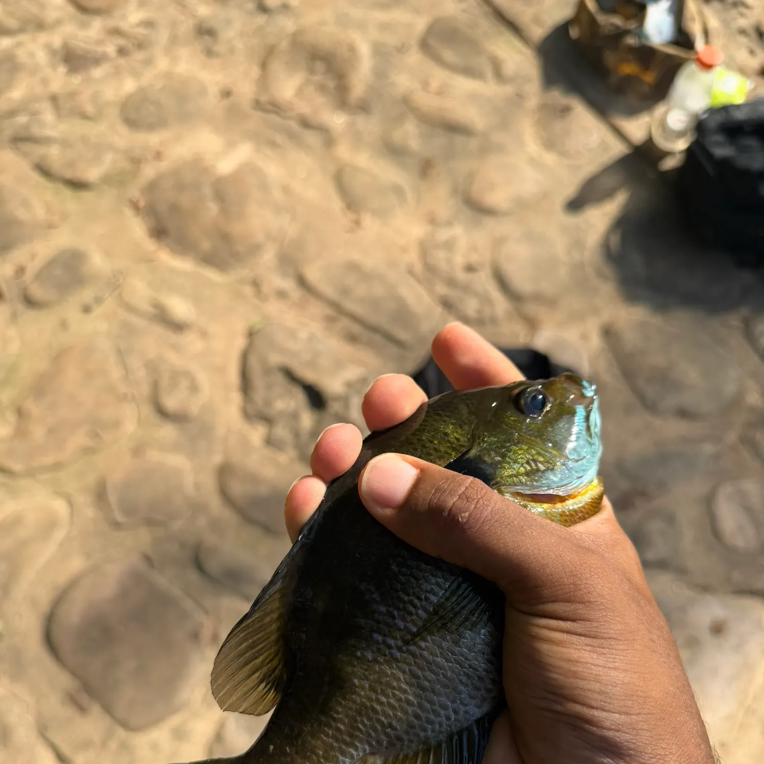 Bluegill caught on Fishbrain