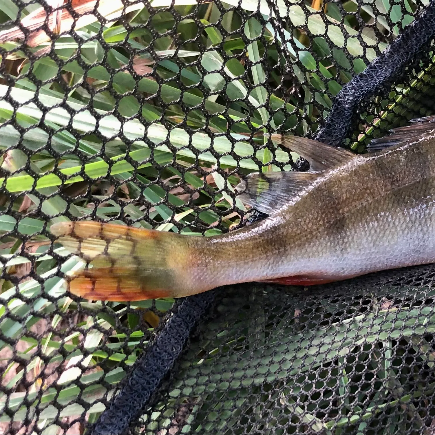 European perch caught on Fishbrain
