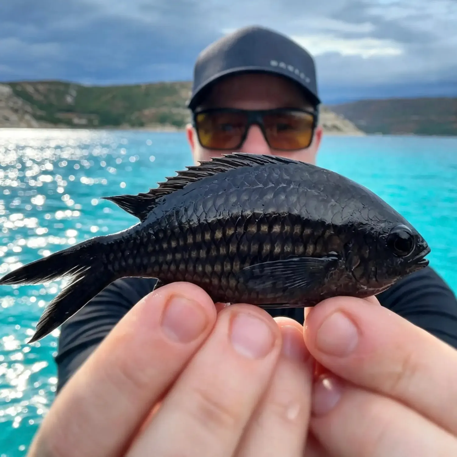 The most recent Mediterranean chromis catches on Fishbrain