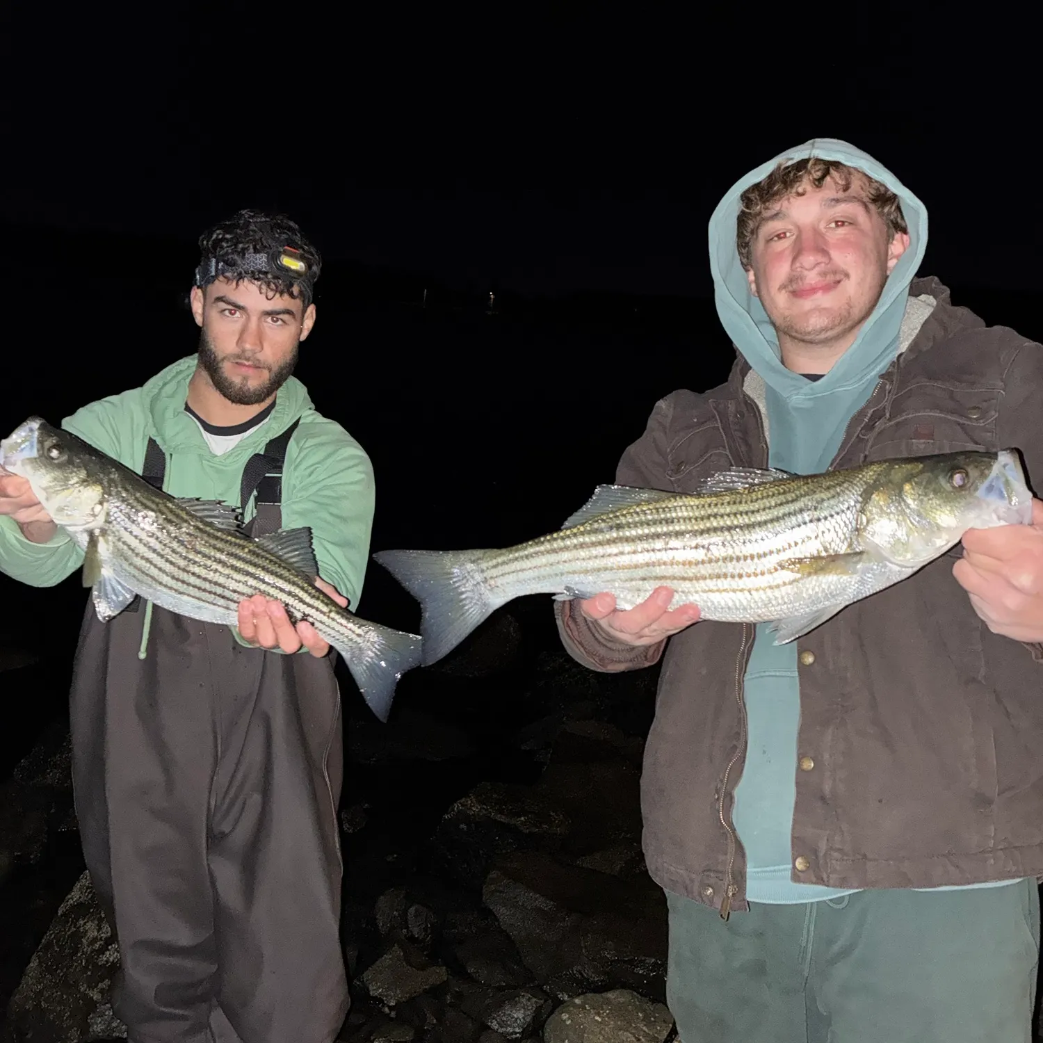 Striped bass caught on Fishbrain