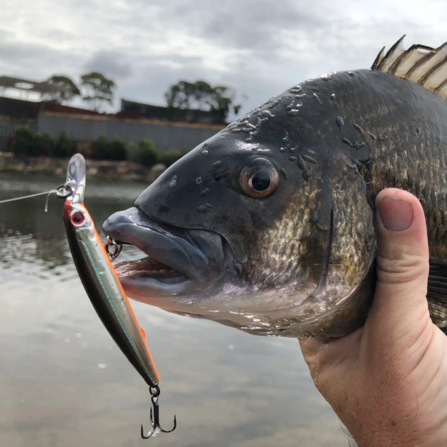 Southern black bream caught on Fishbrain