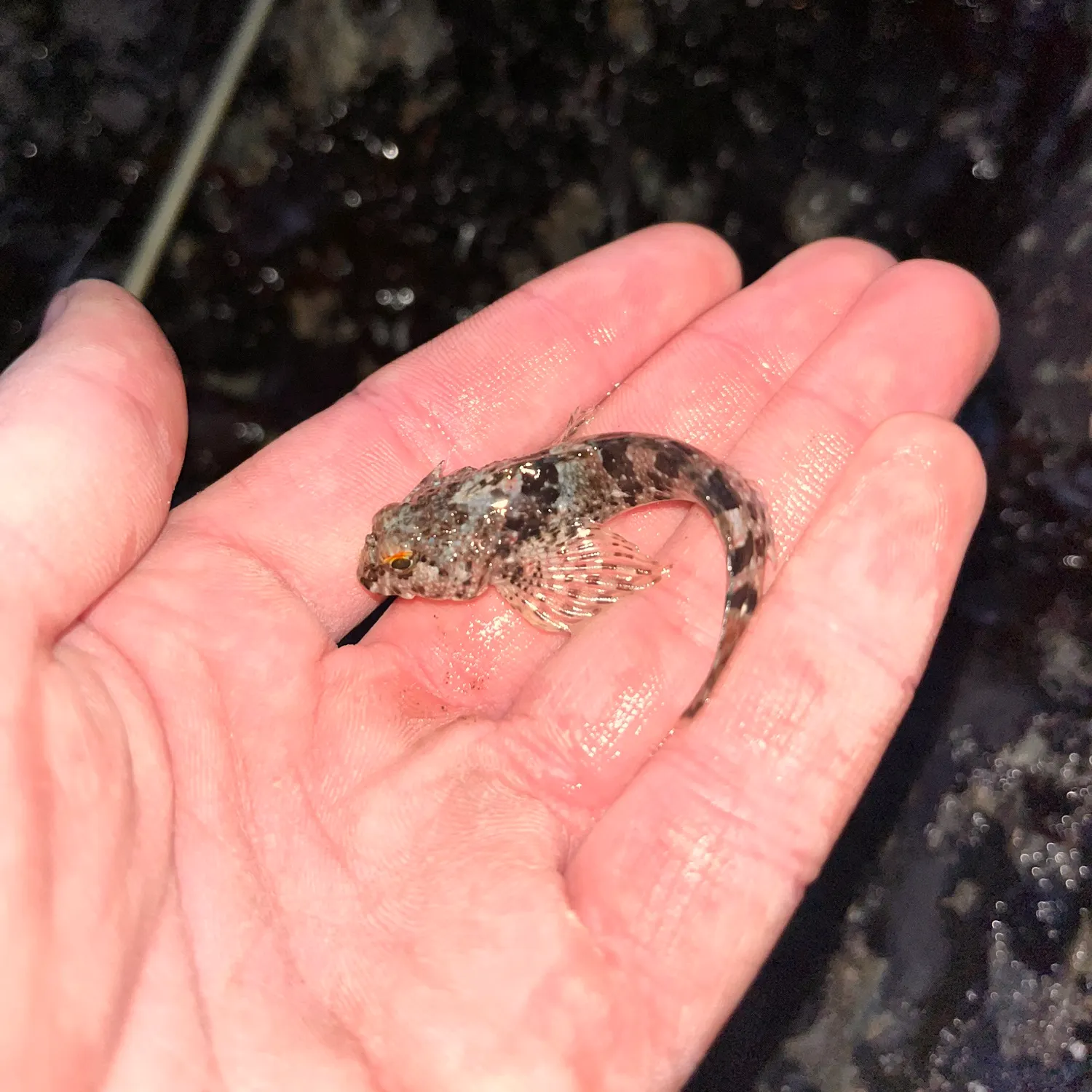 The most popular recent Woolly sculpin catch on Fishbrain