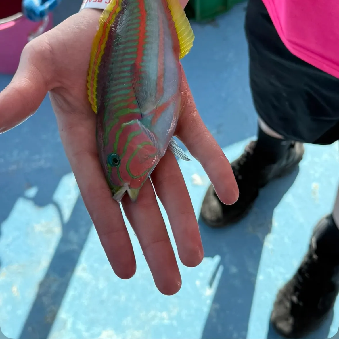 The most recent Klunzinger's wrasse catches on Fishbrain