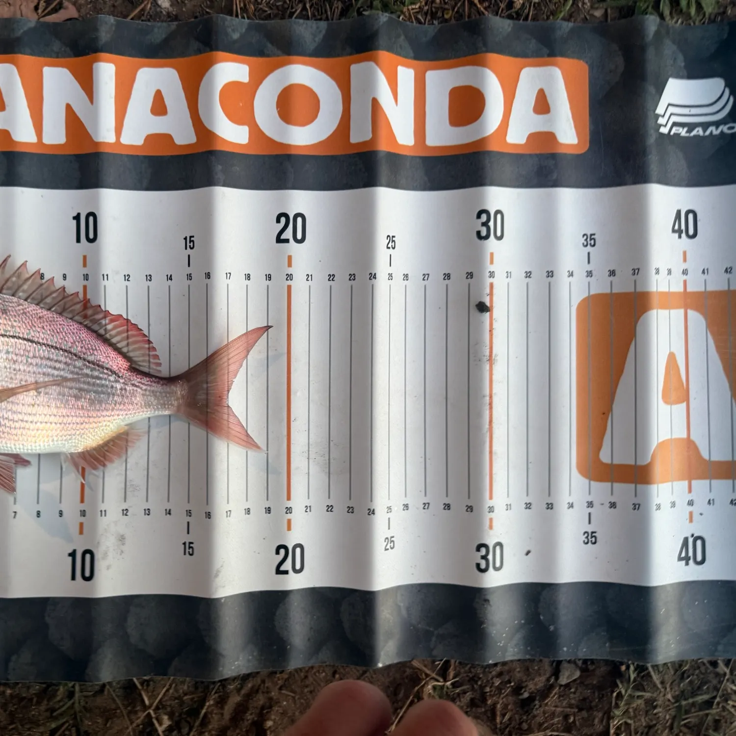 Australasian snapper caught on Fishbrain