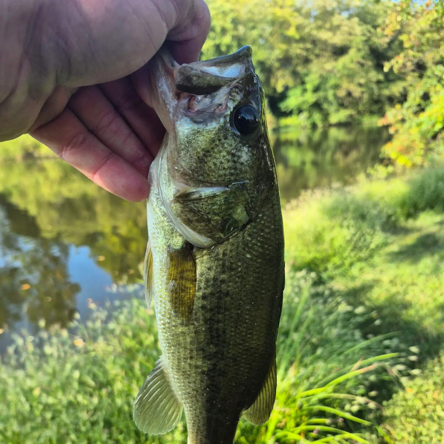 Fish caught on Fishbrain