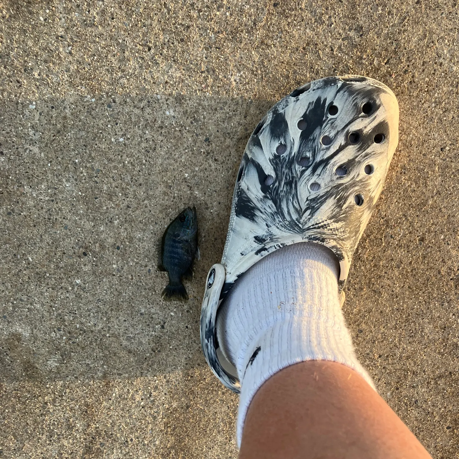 The most recent Warmouth x green sunfish catches on Fishbrain