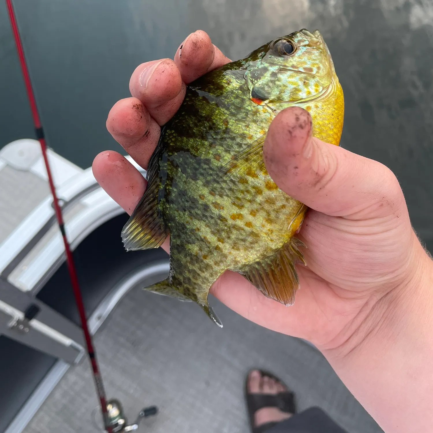 Redear sunfish caught on Fishbrain