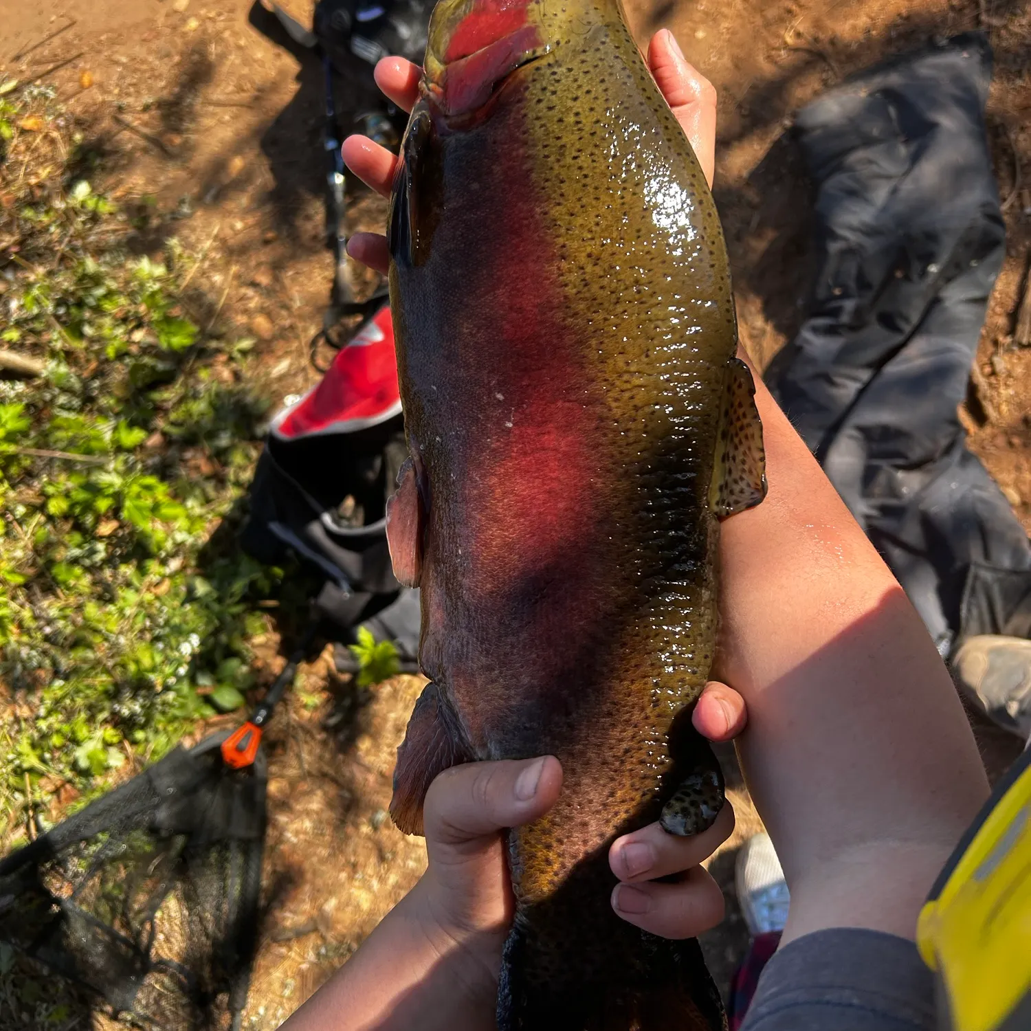 Rainbow trout caught on Fishbrain