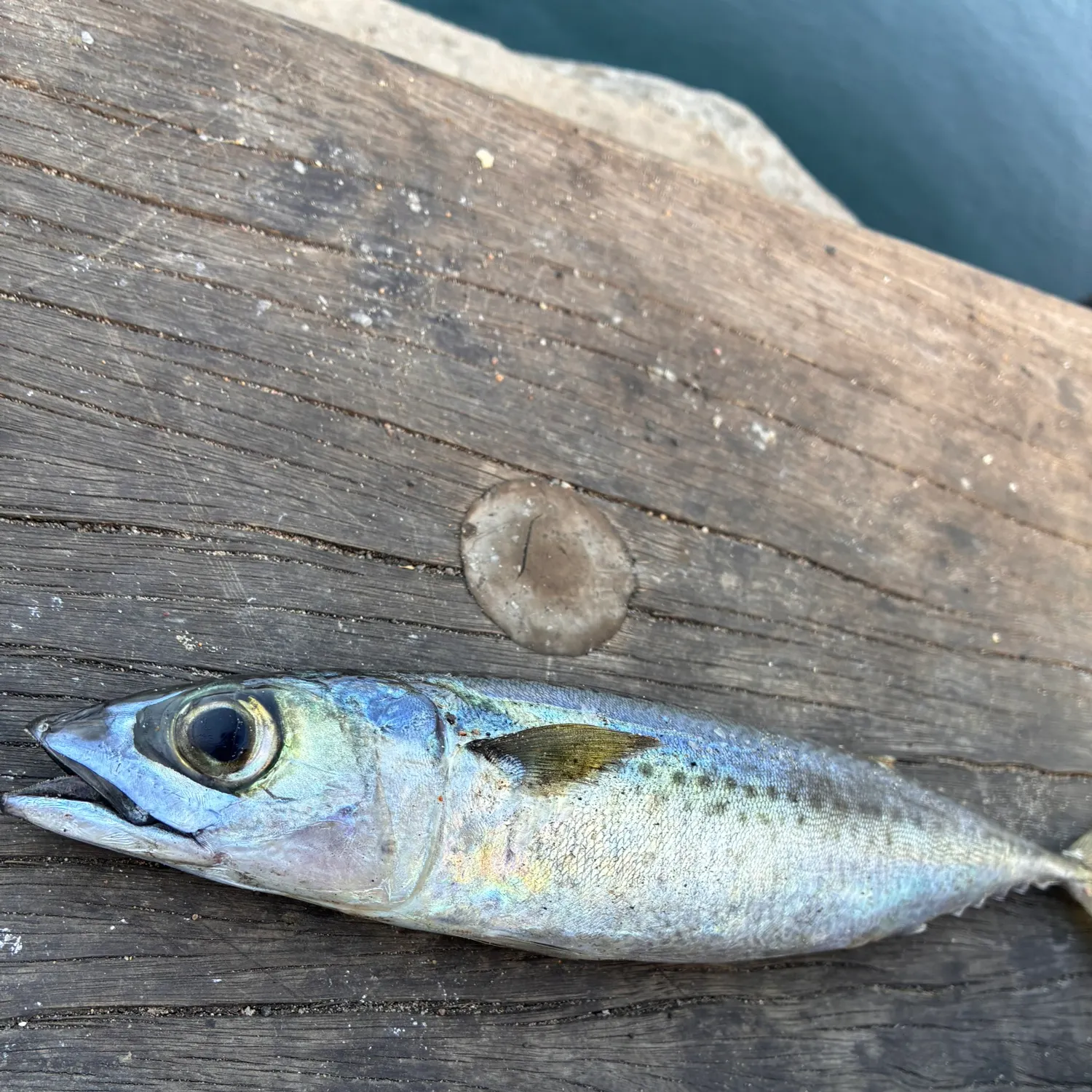 Pacific chub mackerel caught on Fishbrain