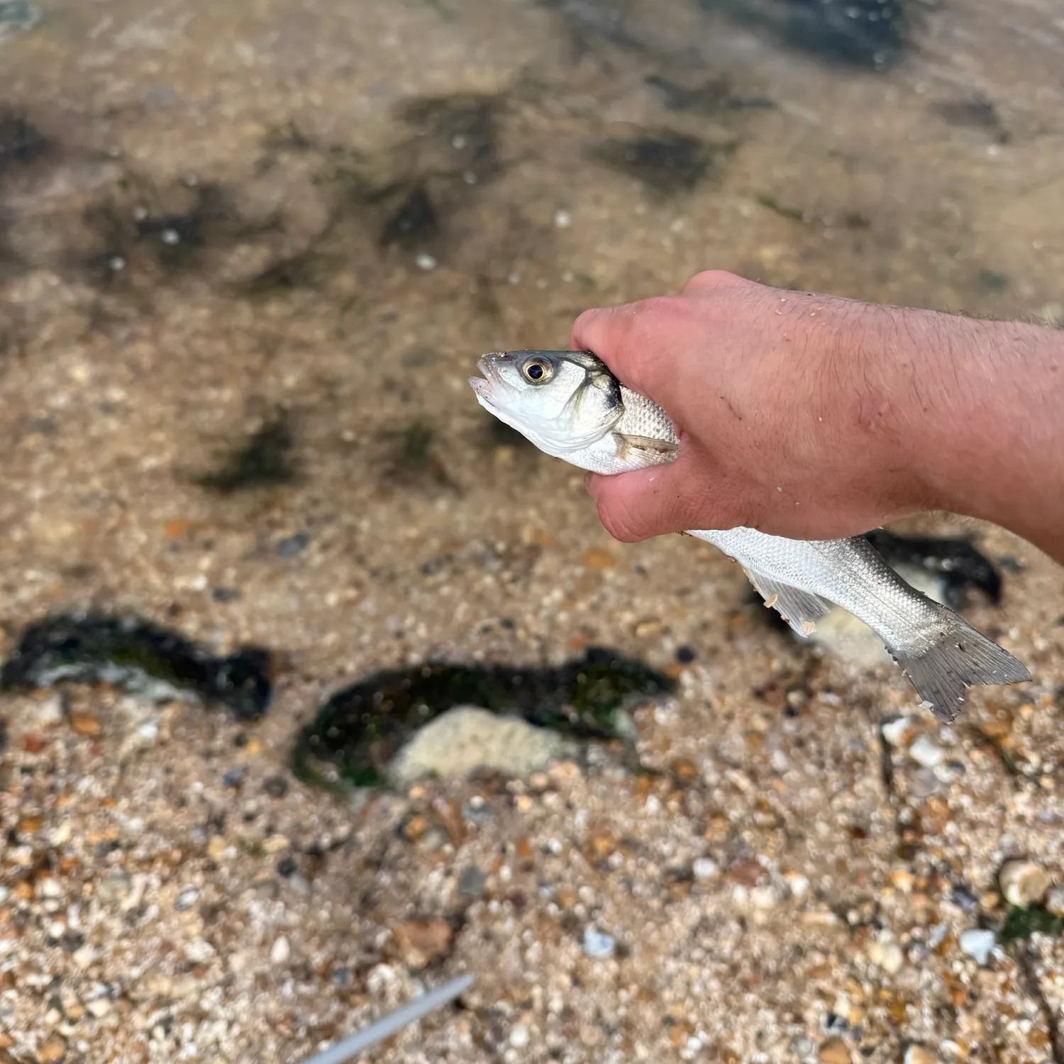European seabass caught on Fishbrain