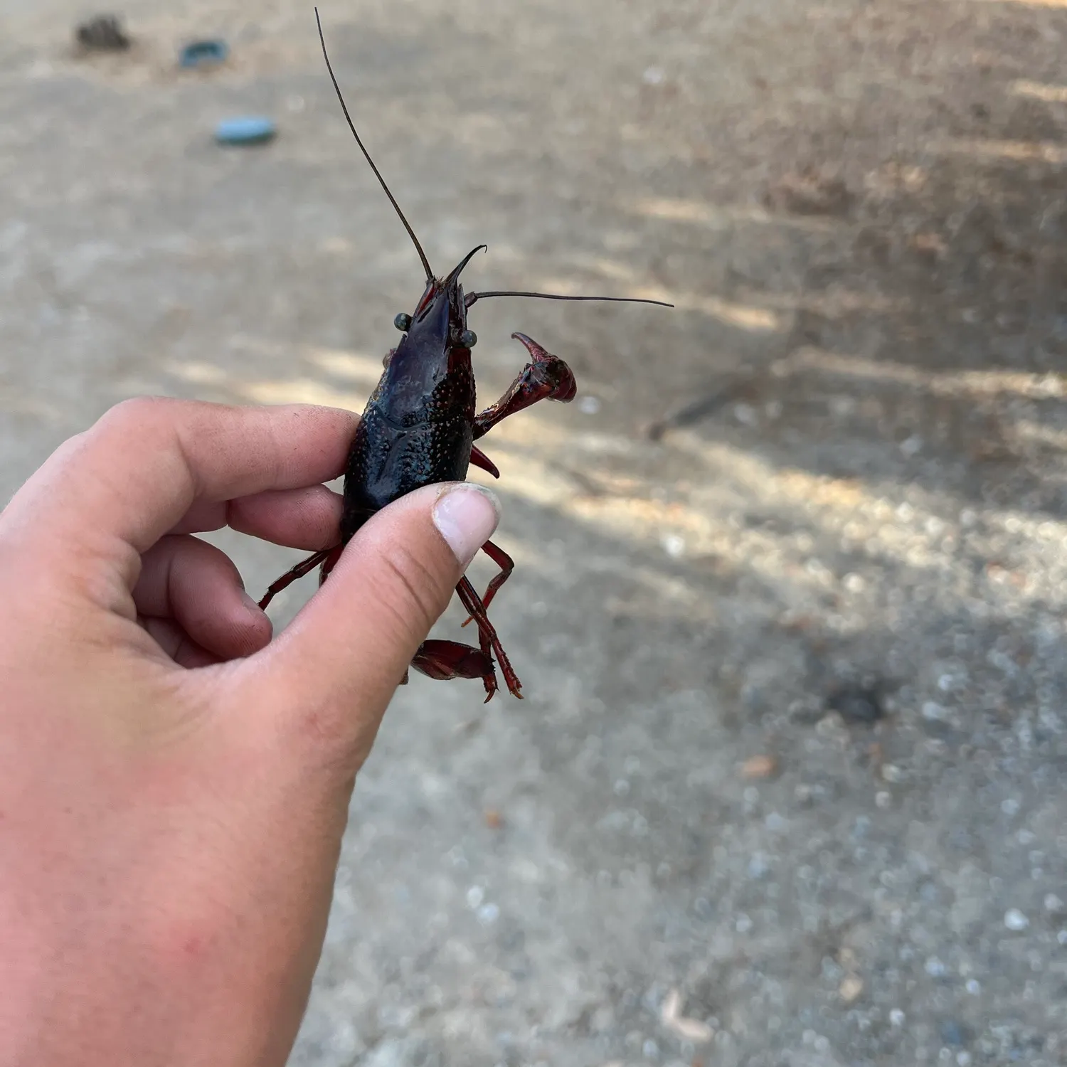 Red swamp crayfish caught on Fishbrain