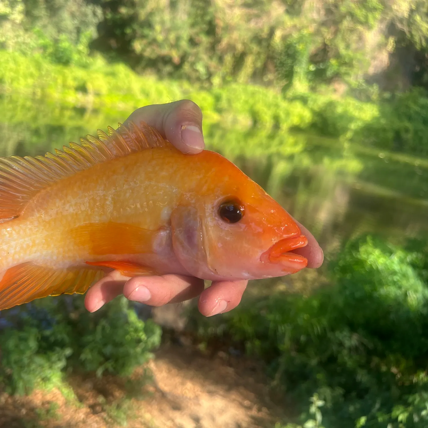 The most popular recent Red devil cichlid catch on Fishbrain