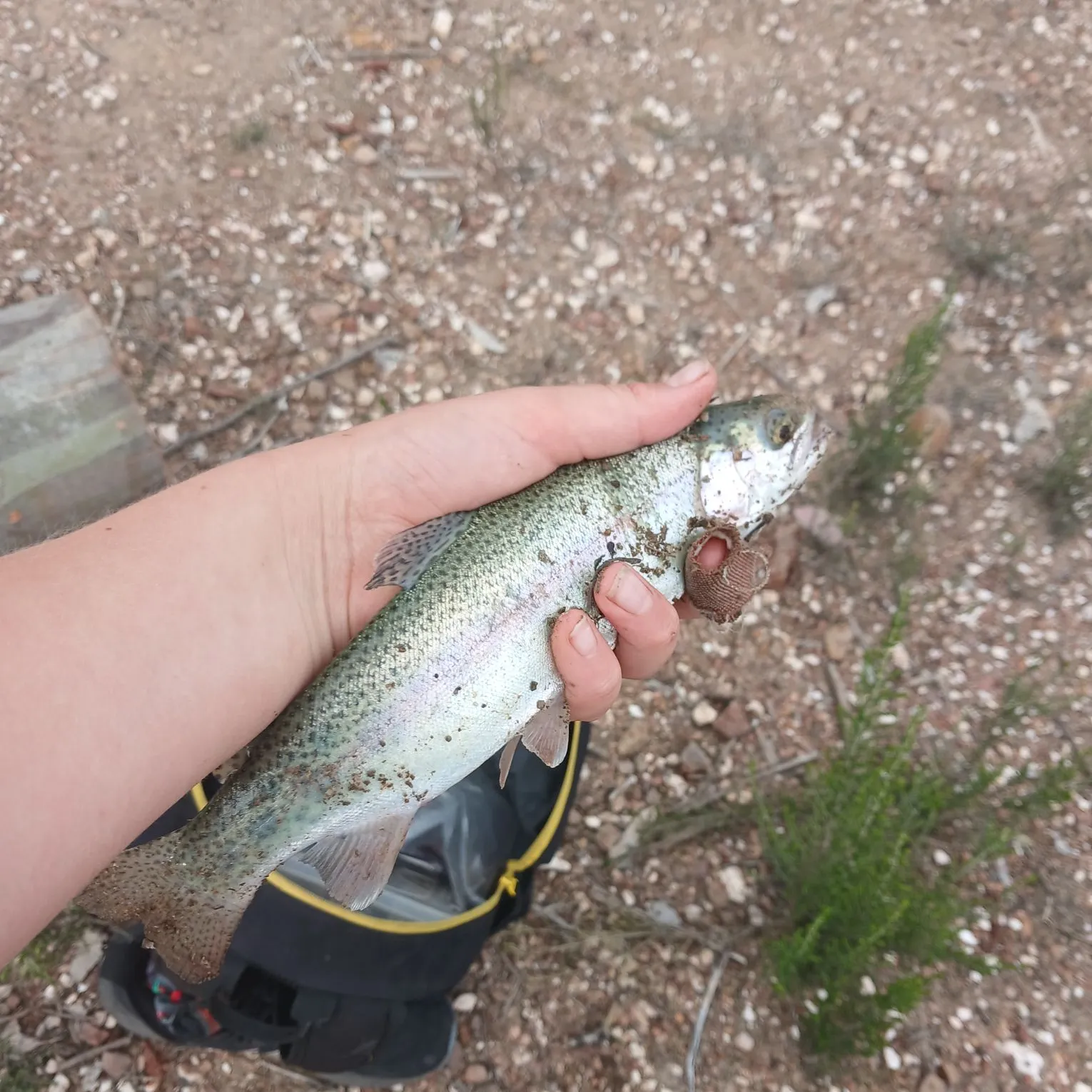 Rainbow trout caught on Fishbrain