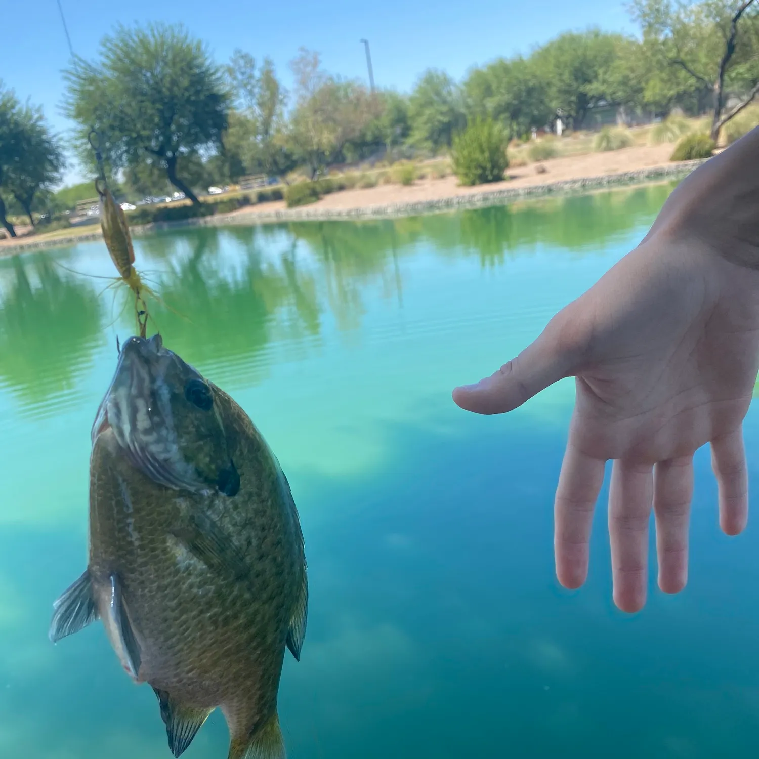 Bluegill caught on Fishbrain