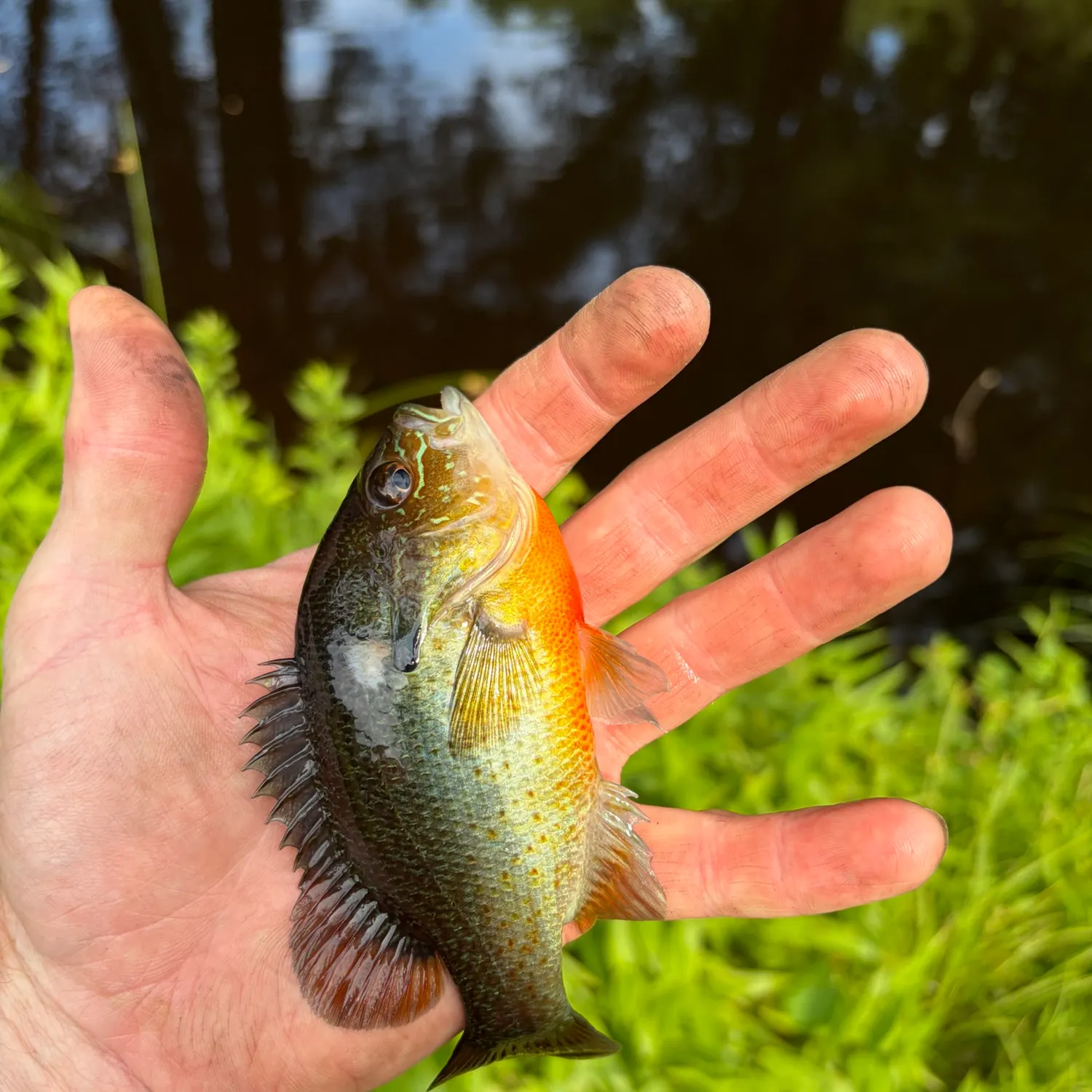 catch