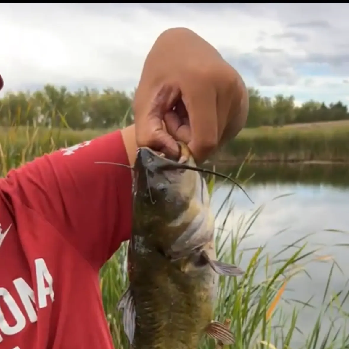 Black bullhead caught on Fishbrain