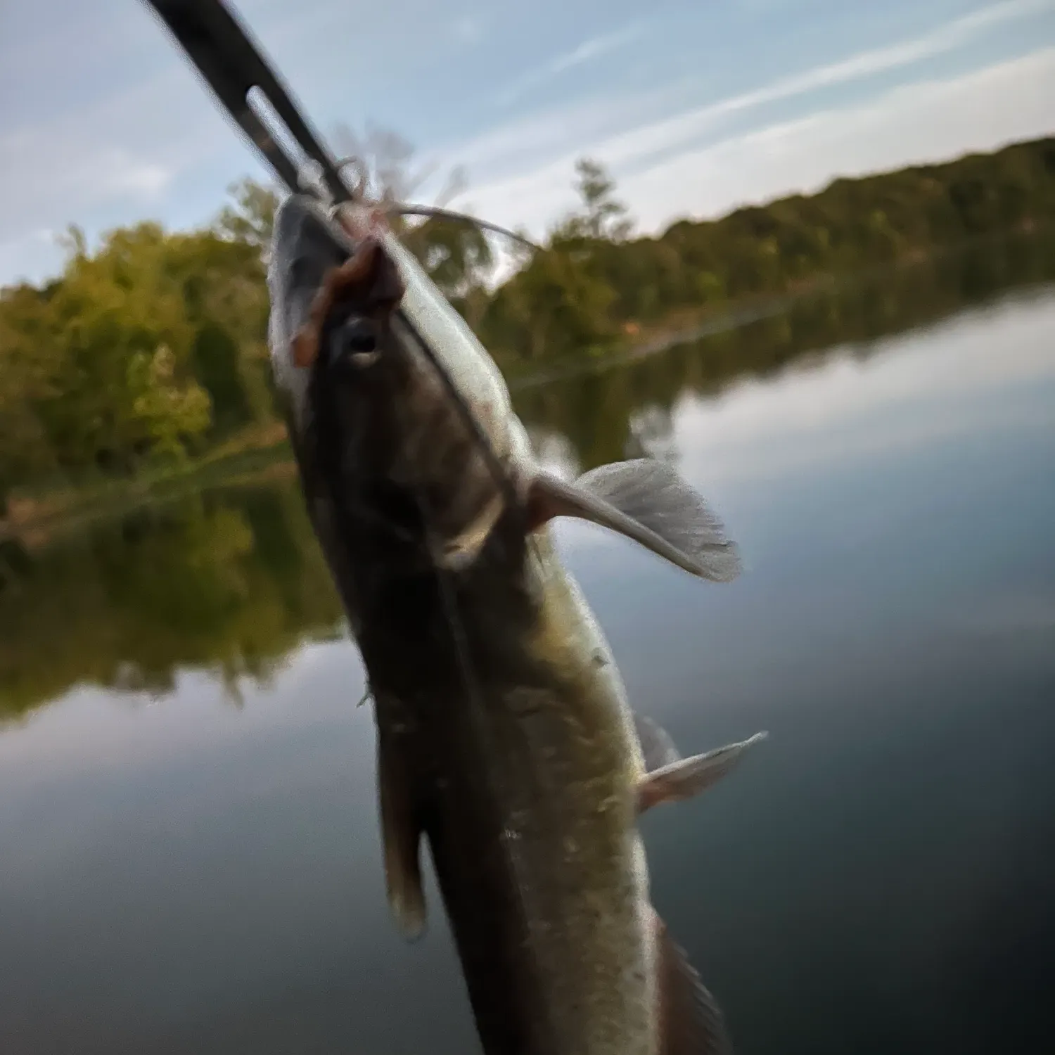 Channel catfish caught on Fishbrain
