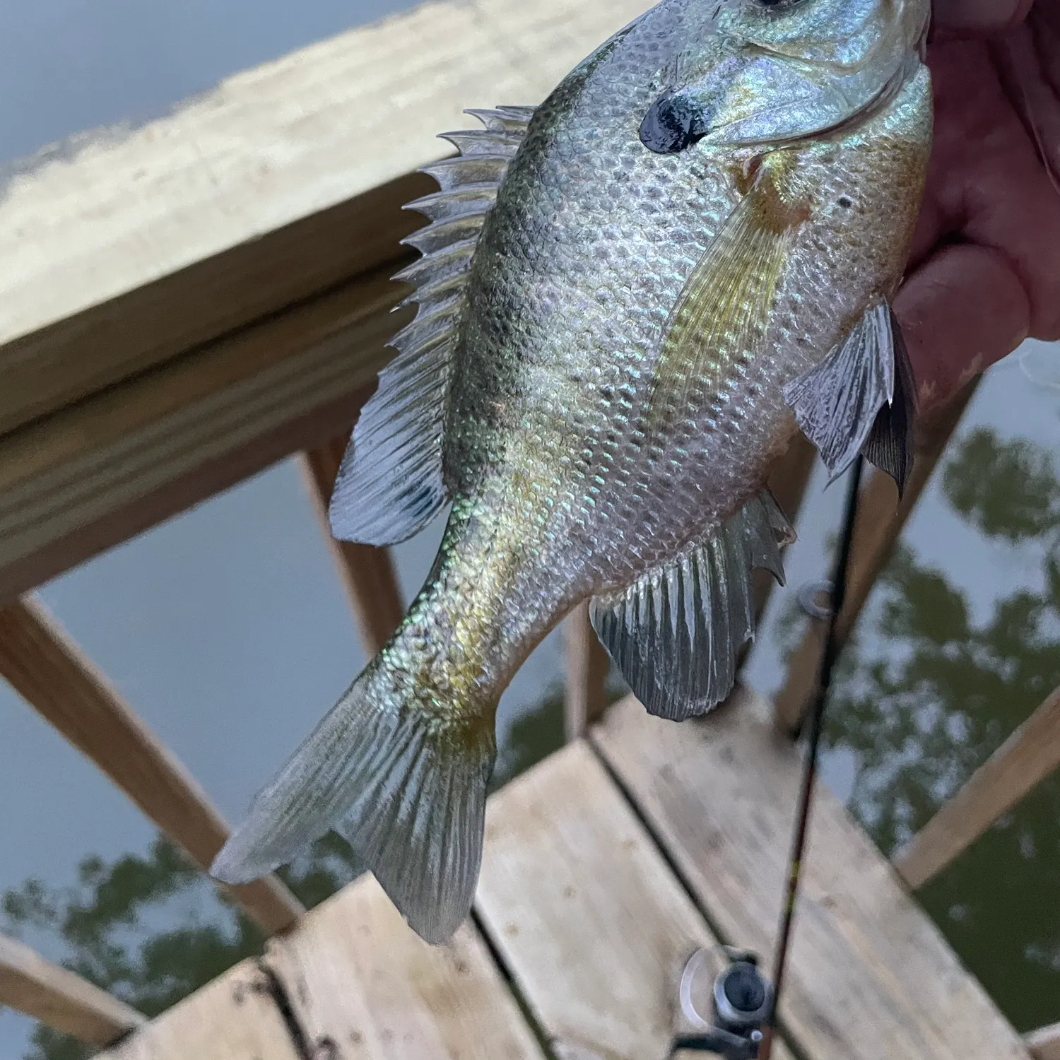 Bluegill caught on Fishbrain
