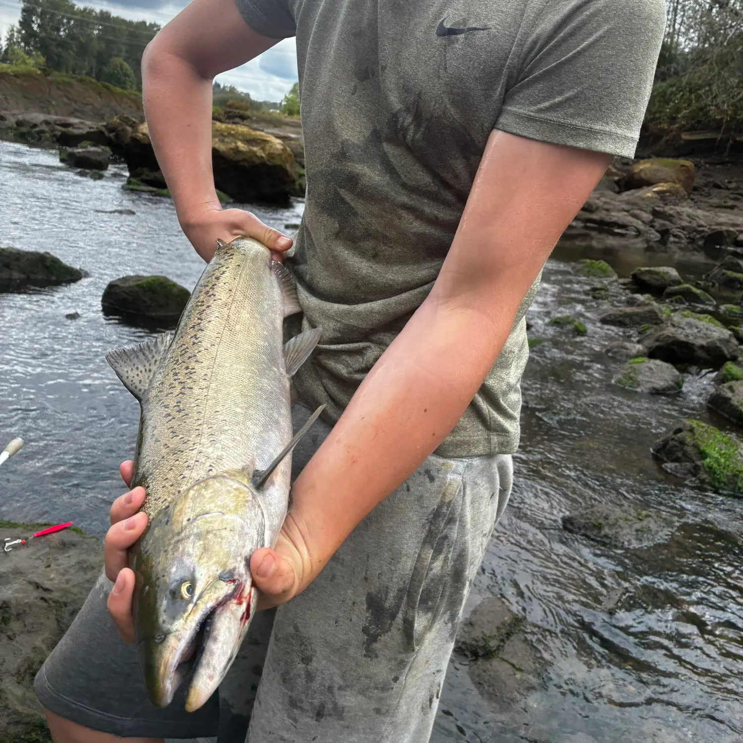 Chinook salmon caught on Fishbrain
