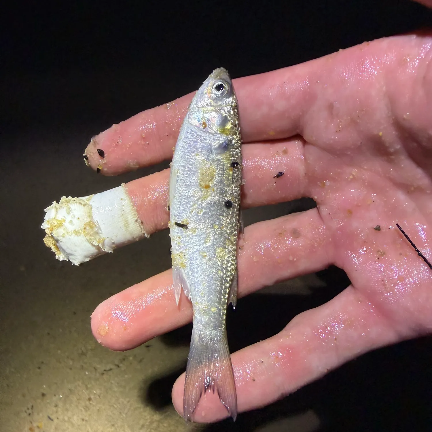 The most recent White mullet catches on Fishbrain