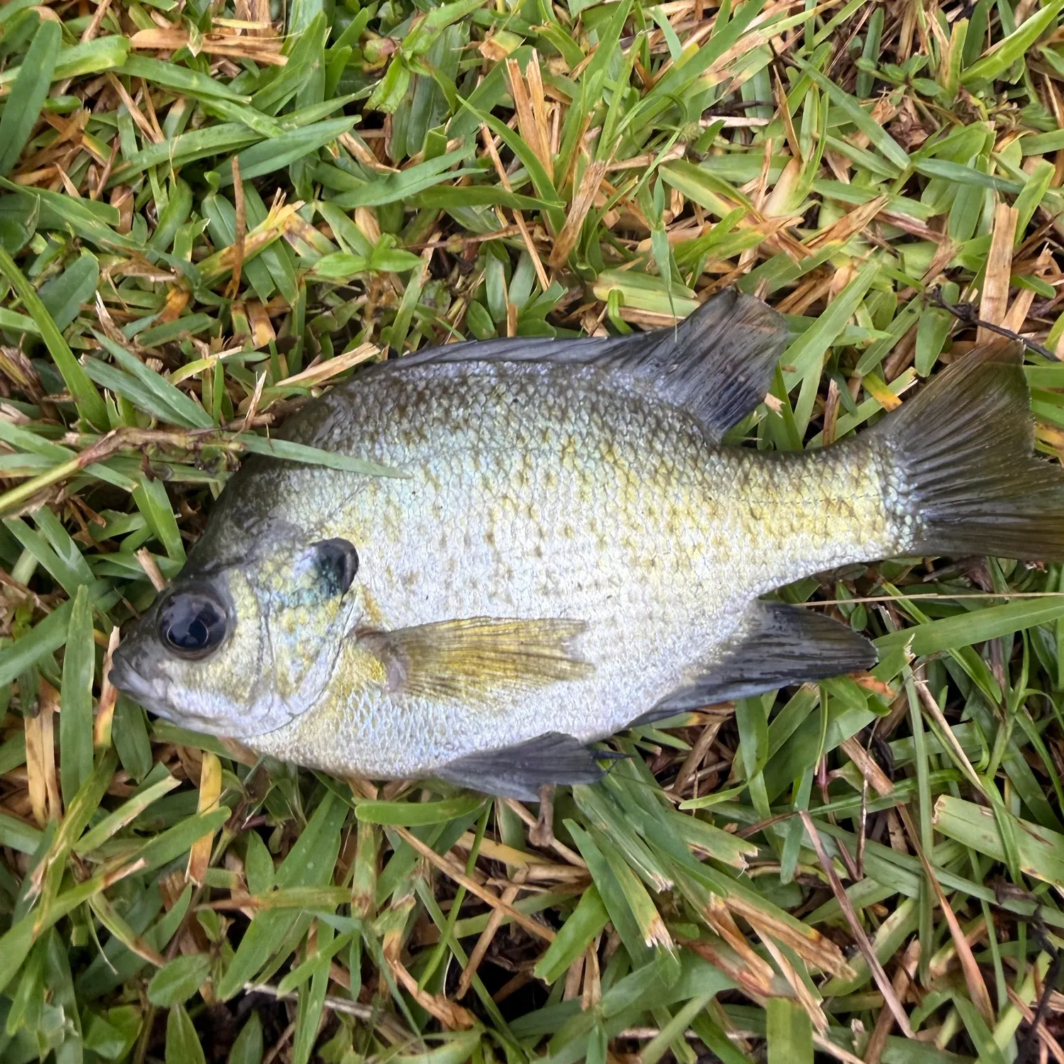 Fish caught on Fishbrain