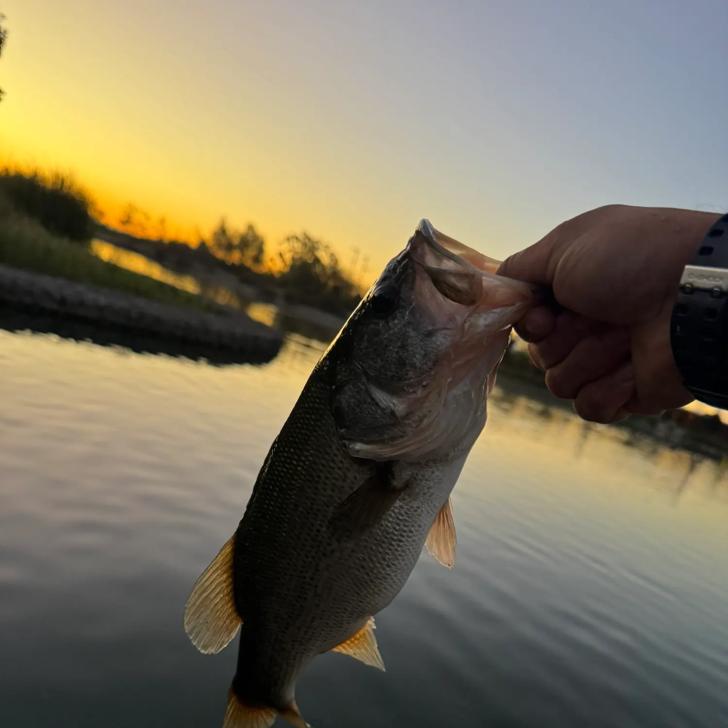 Largemouth bass caught on Fishbrain