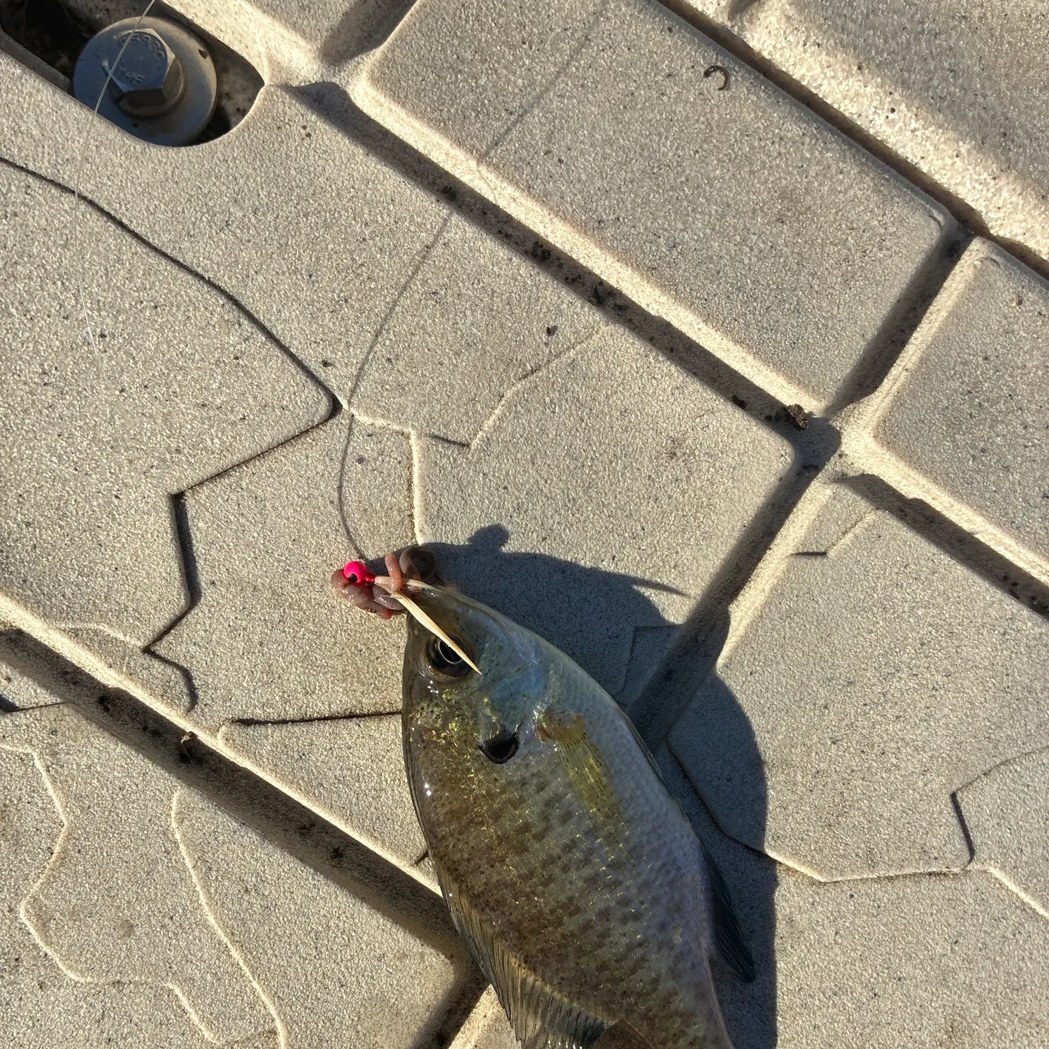 Bluegill caught on Fishbrain