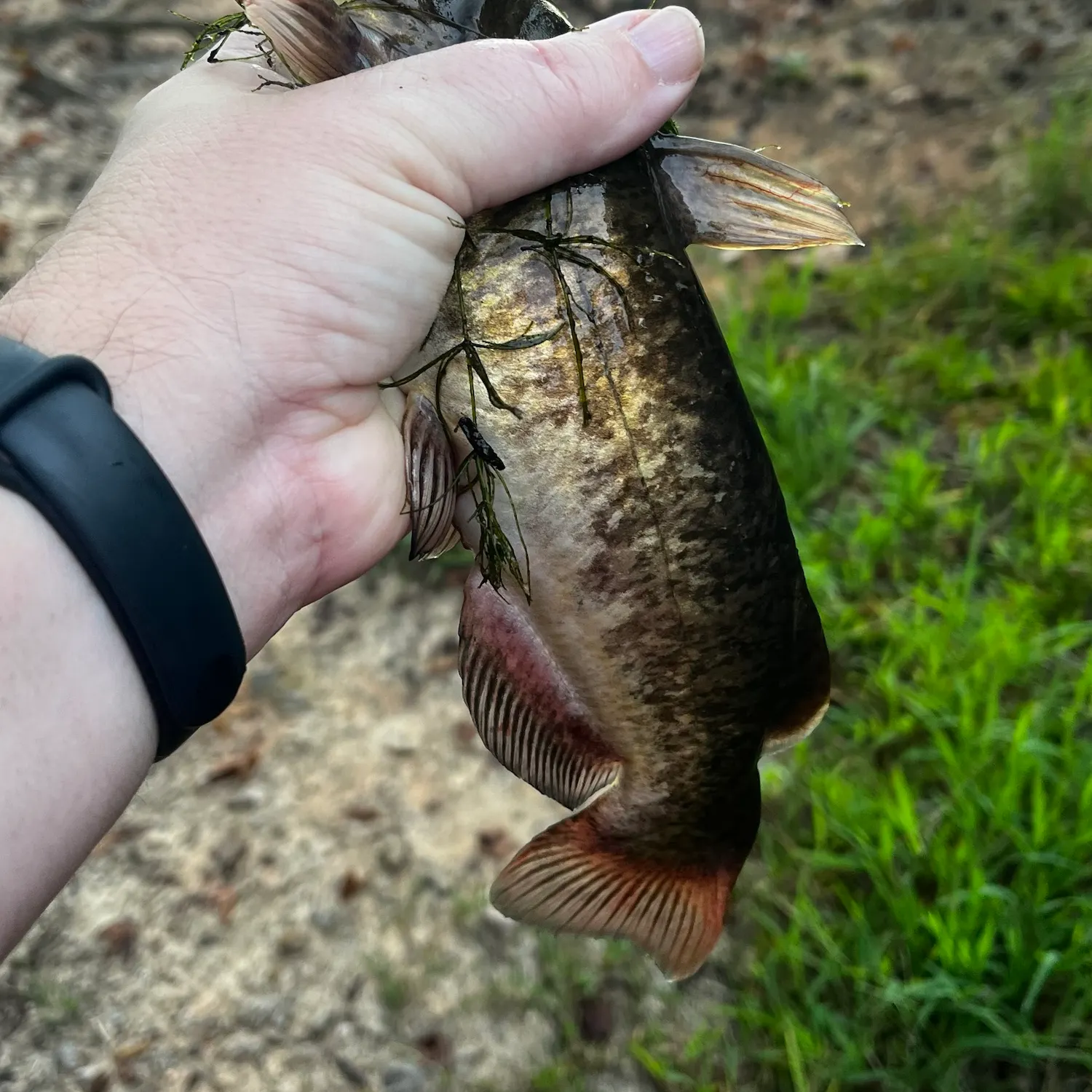 Brown bullhead caught on Fishbrain