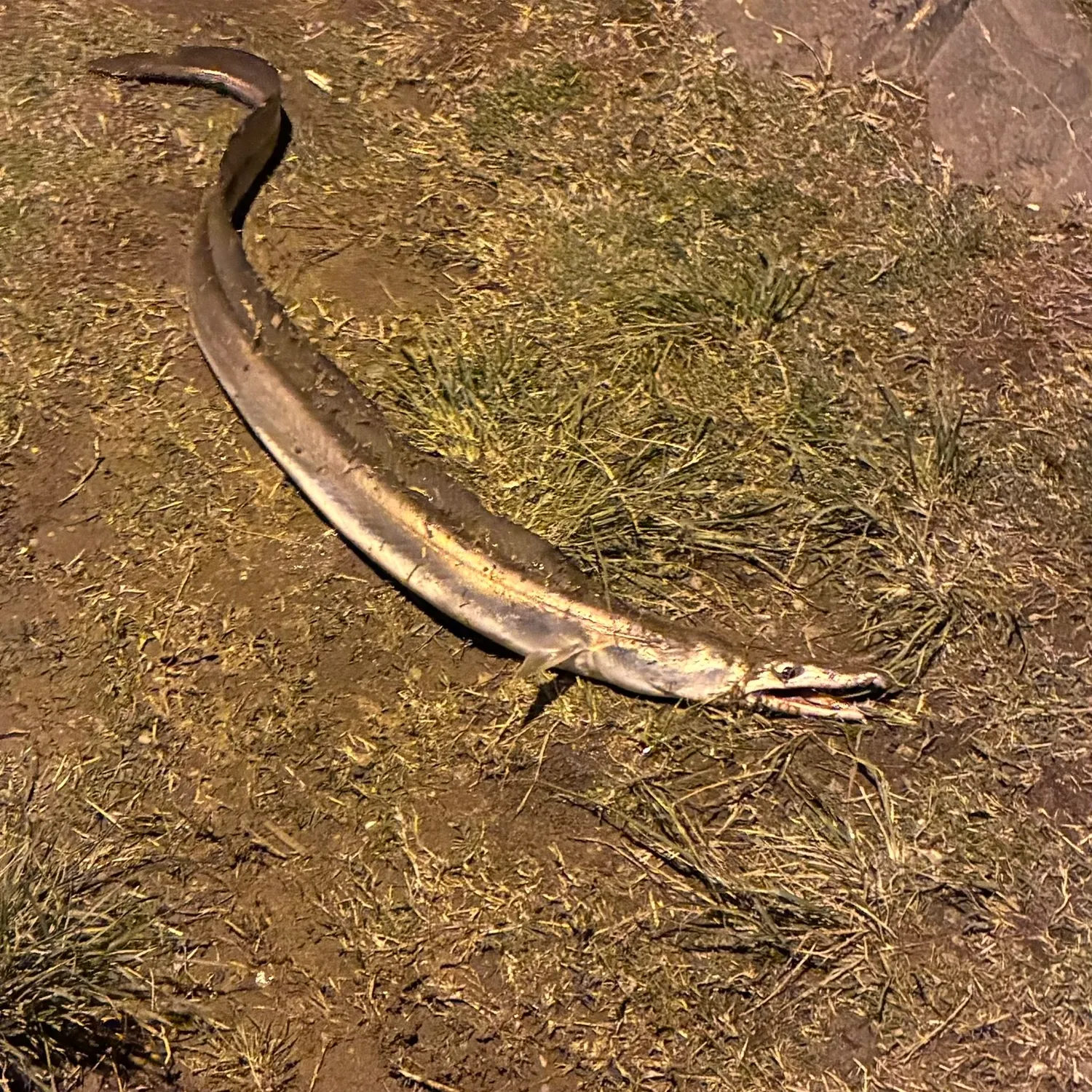 The most recent Common pike conger catches on Fishbrain