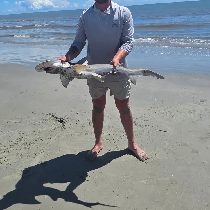 Scalloped hammerhead shark caught on Fishbrain
