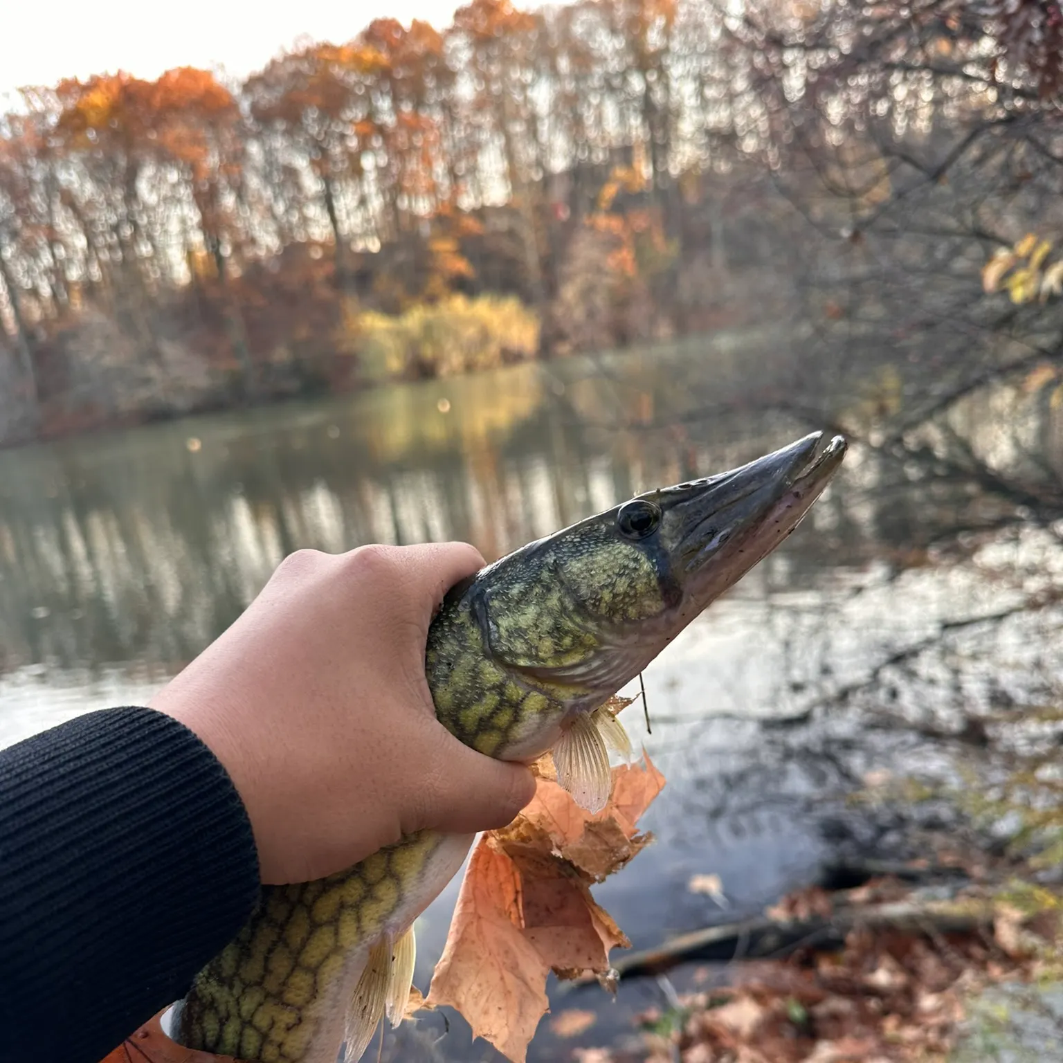 The most recent Chain pickerel catches on Fishbrain