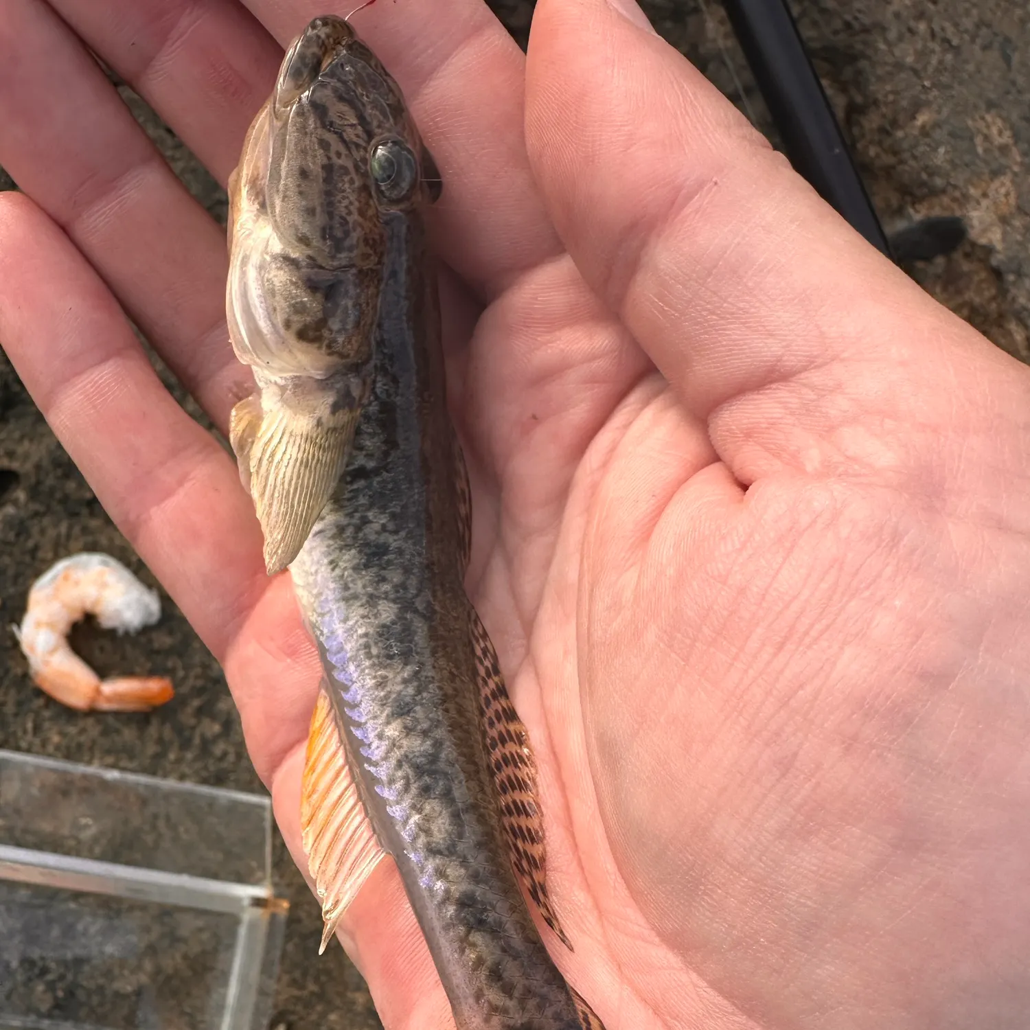 The most recent Yellowfin goby catches on Fishbrain