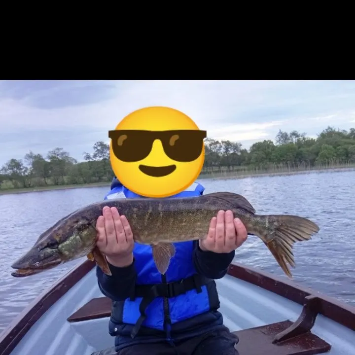 Northern pike caught on Fishbrain
