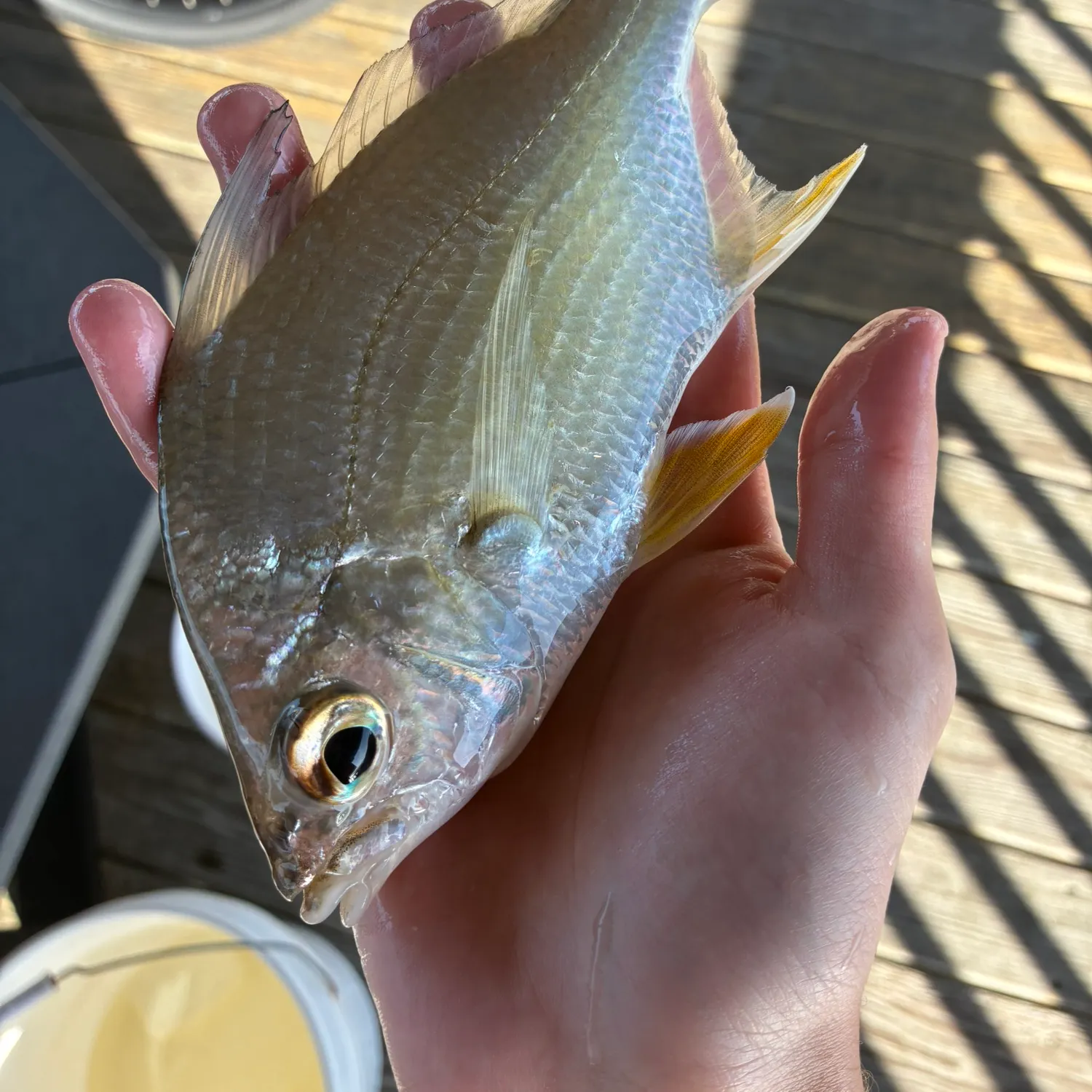 The most recent Irish mojarra catches on Fishbrain