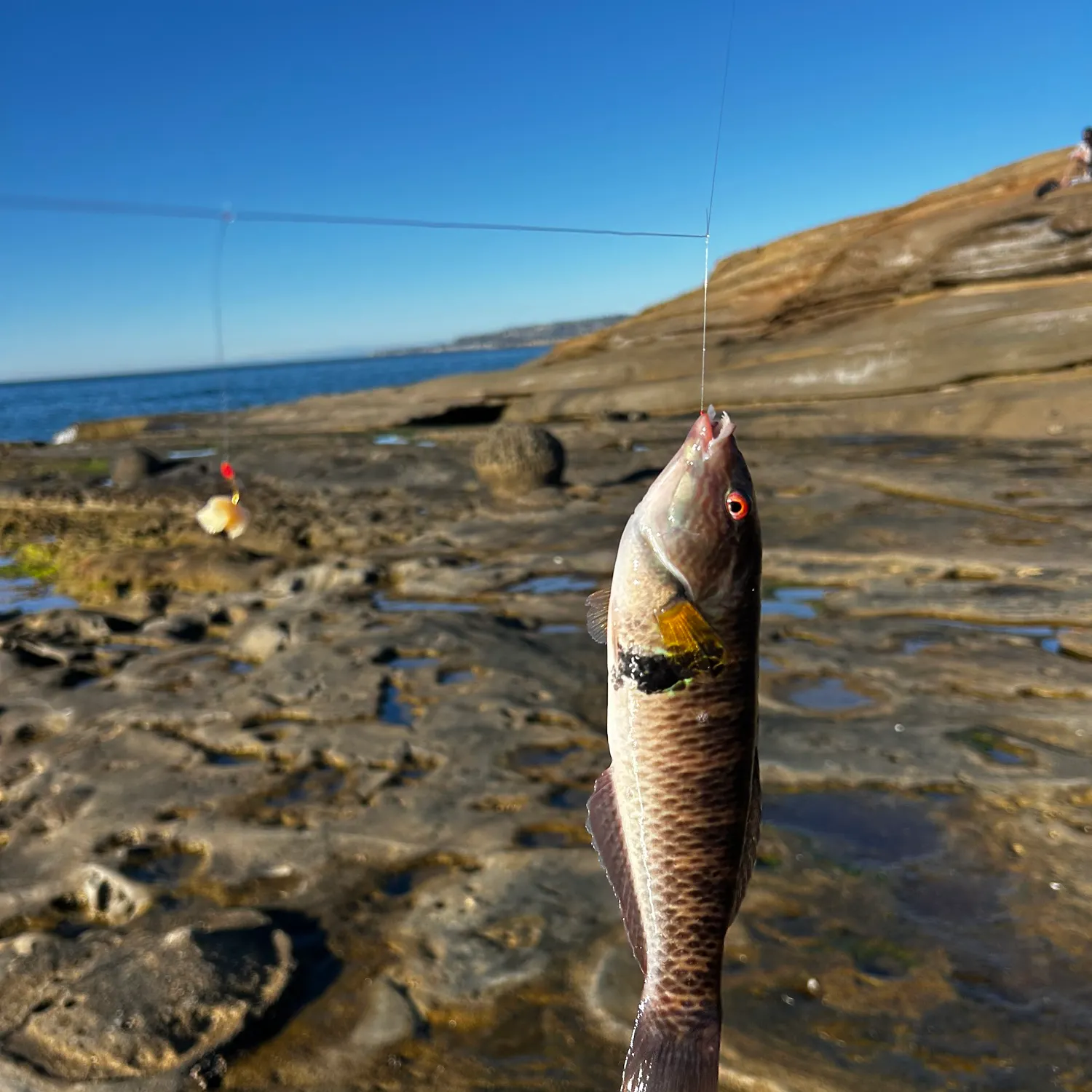 The most recent Rock wrasse catches on Fishbrain