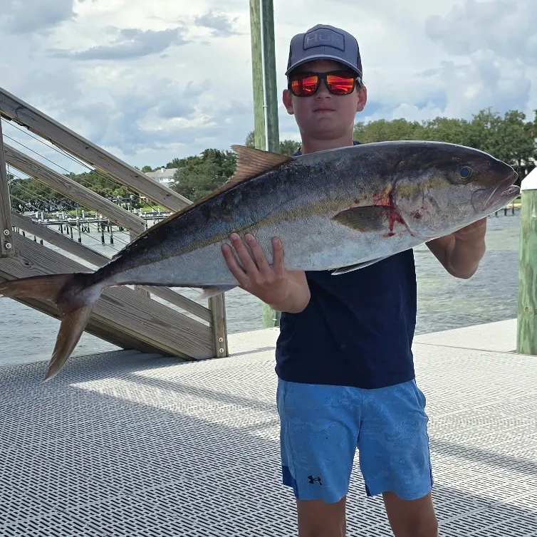 Greater amberjack caught on Fishbrain
