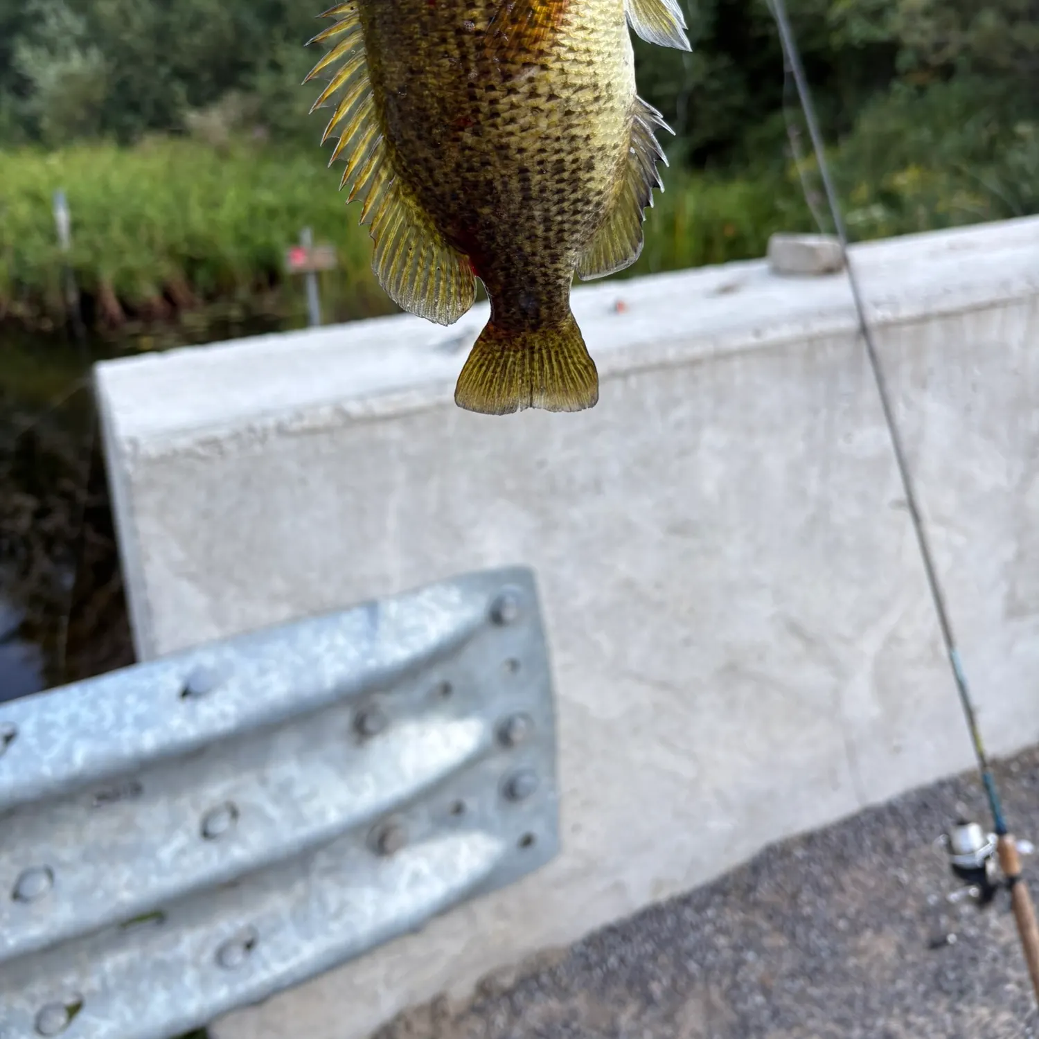 Rock bass caught on Fishbrain