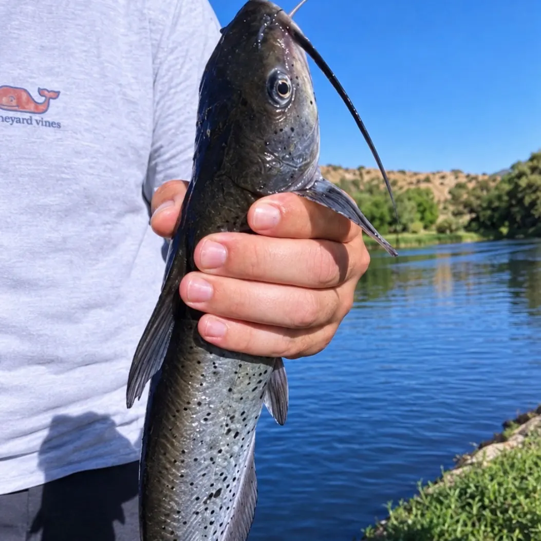 Channel catfish caught on Fishbrain