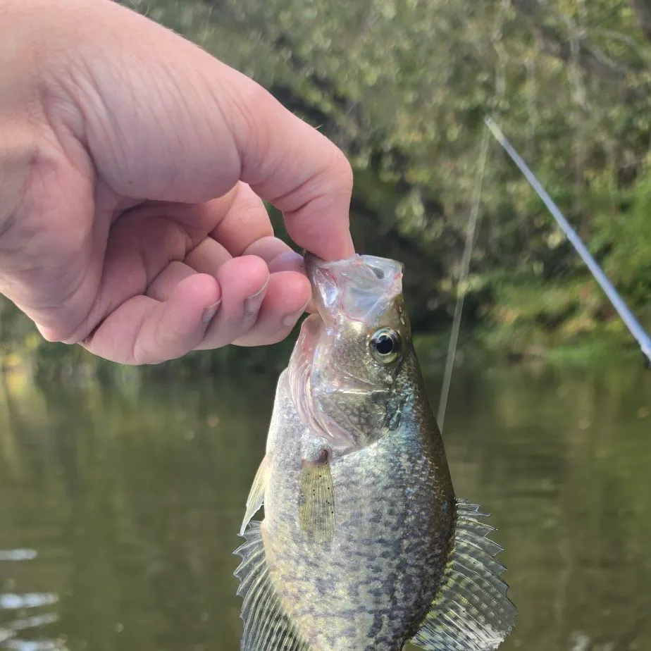 Black crappie caught on Fishbrain