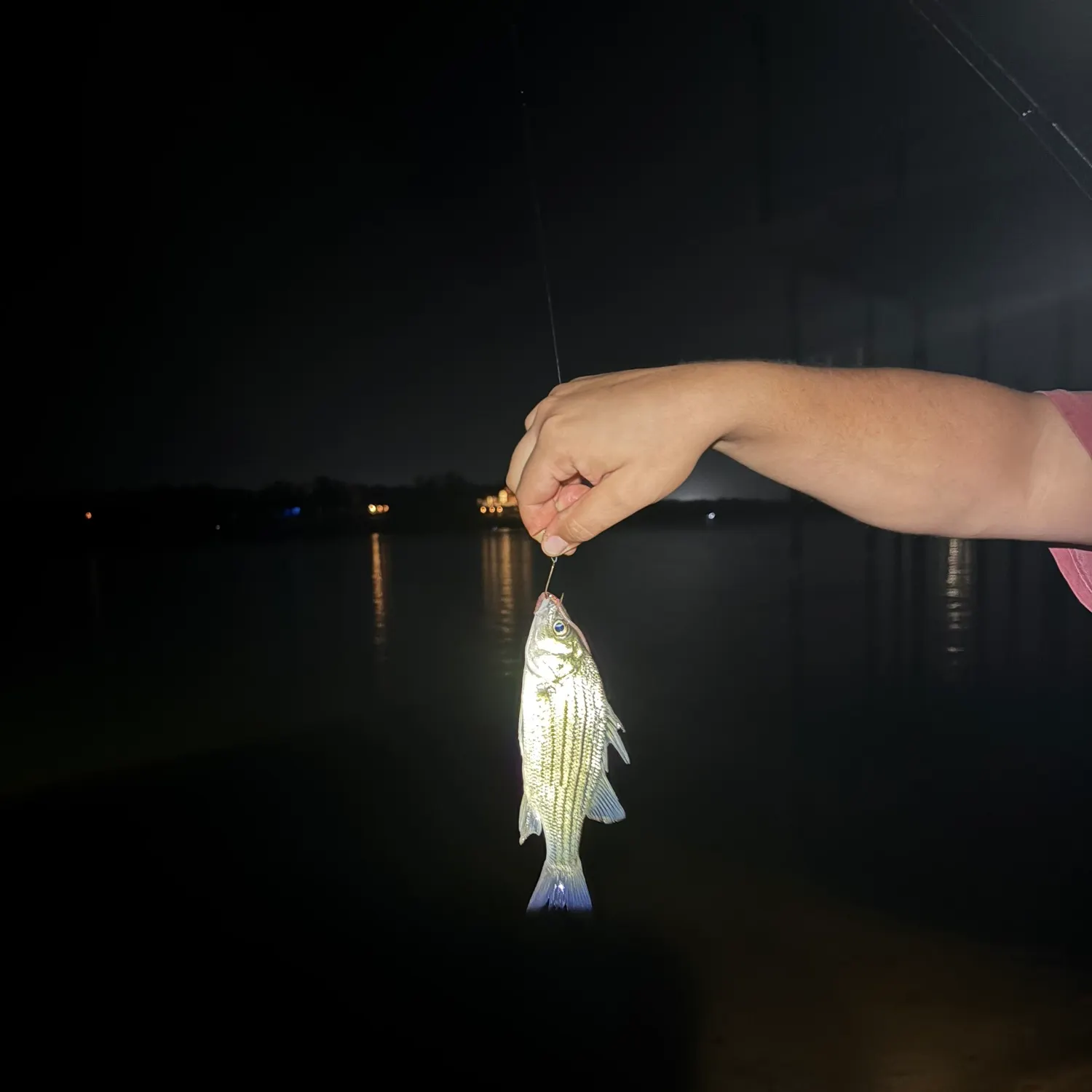Striped bass caught on Fishbrain