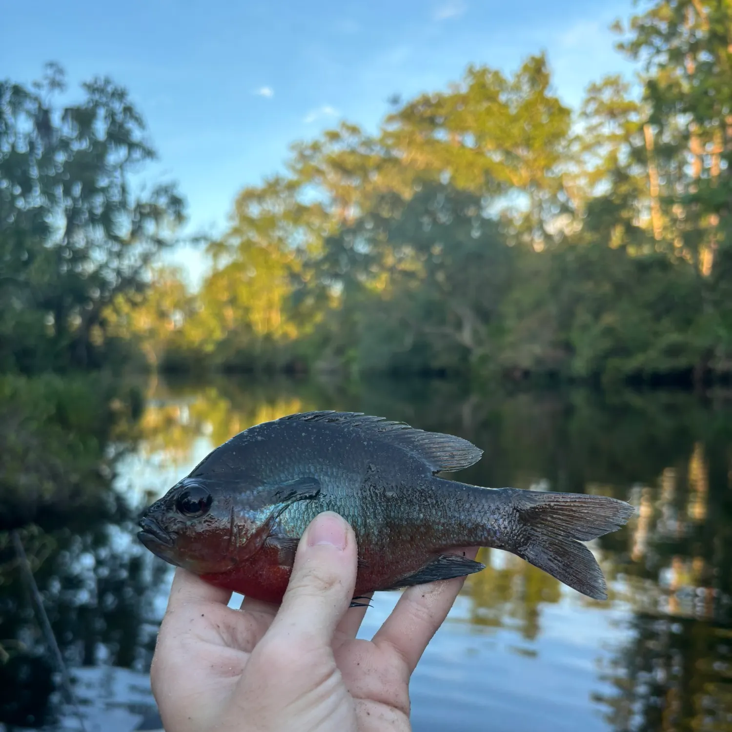Redbreast sunfish caught on Fishbrain