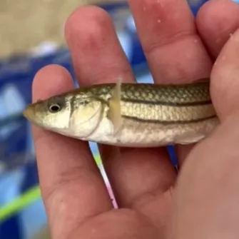 The most recent Striped killifish catches on Fishbrain