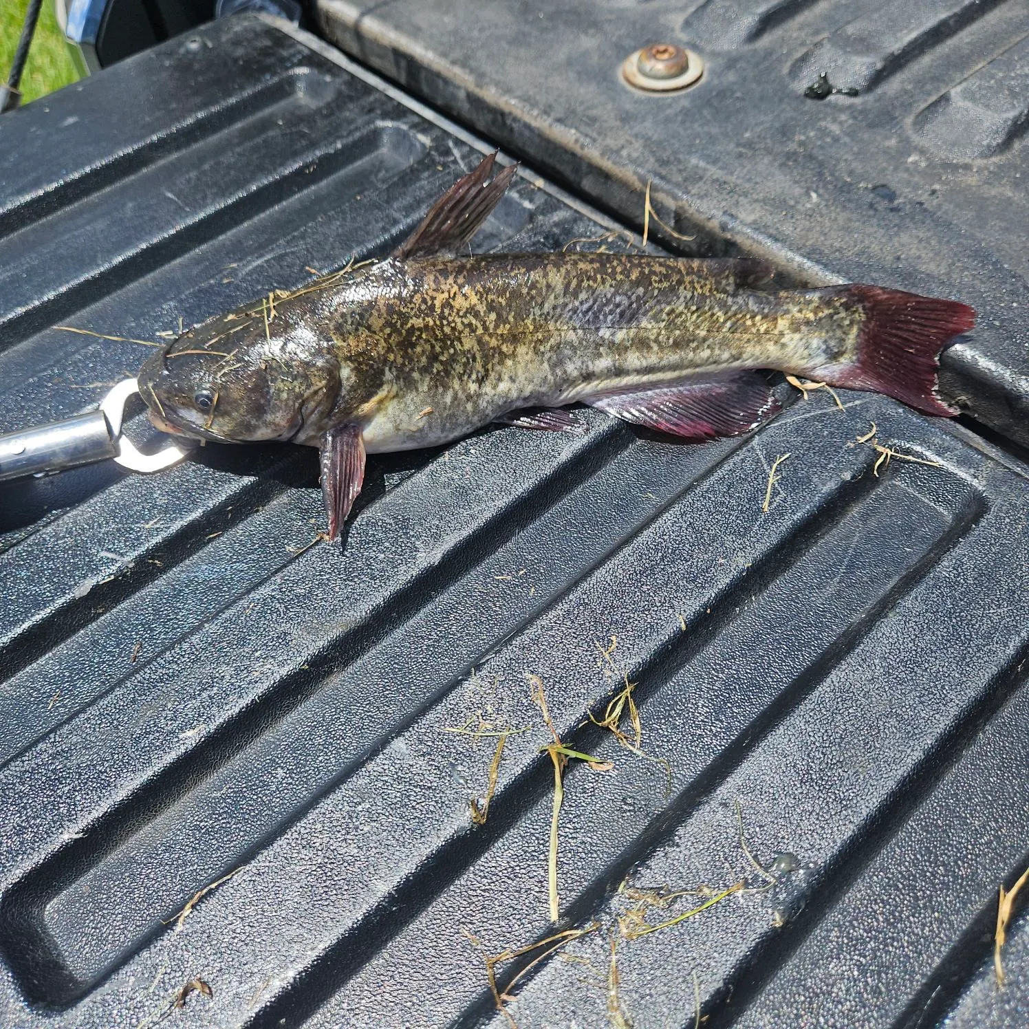 The most recent Brown bullhead catches on Fishbrain