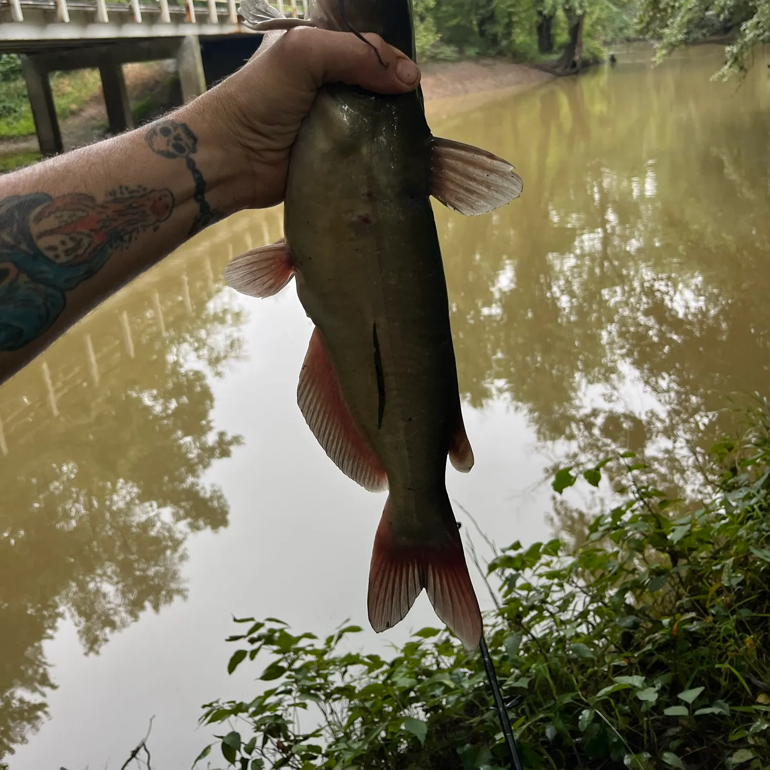 Channel catfish caught on Fishbrain