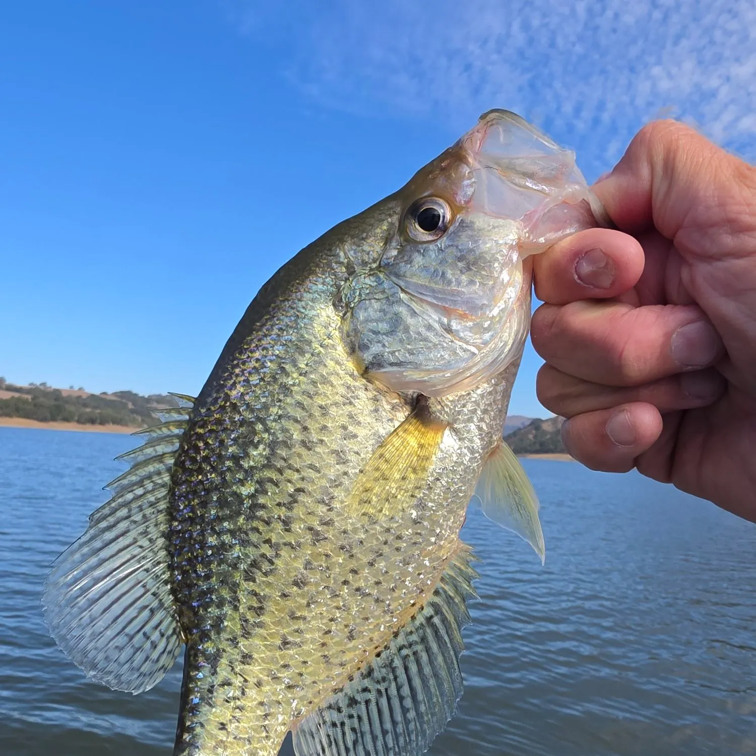 Black crappie caught on Fishbrain