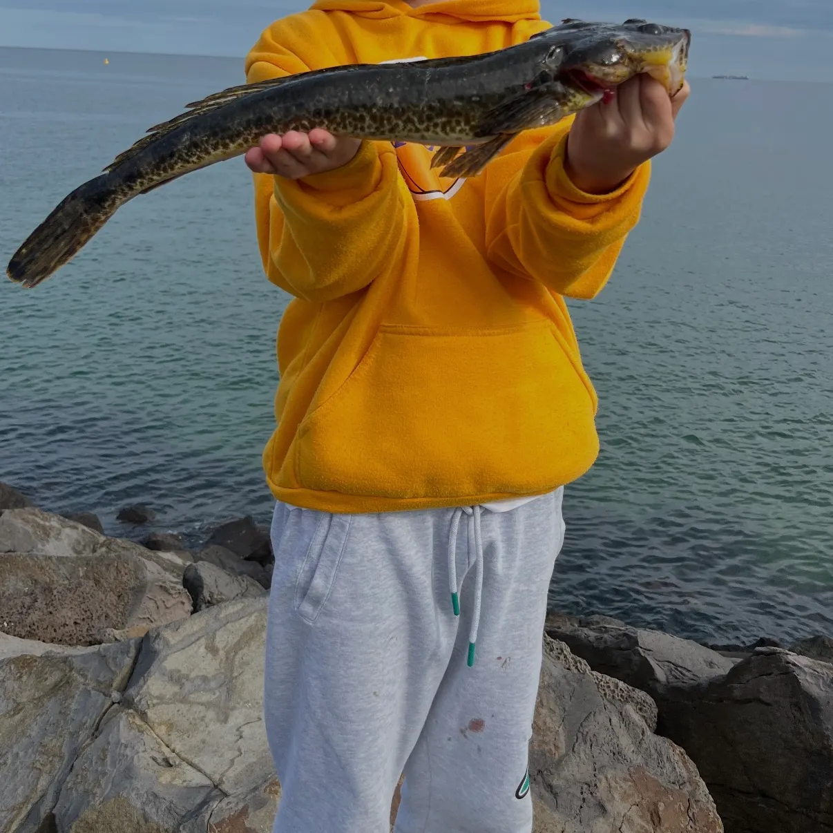 The most recent Rock flathead catches on Fishbrain