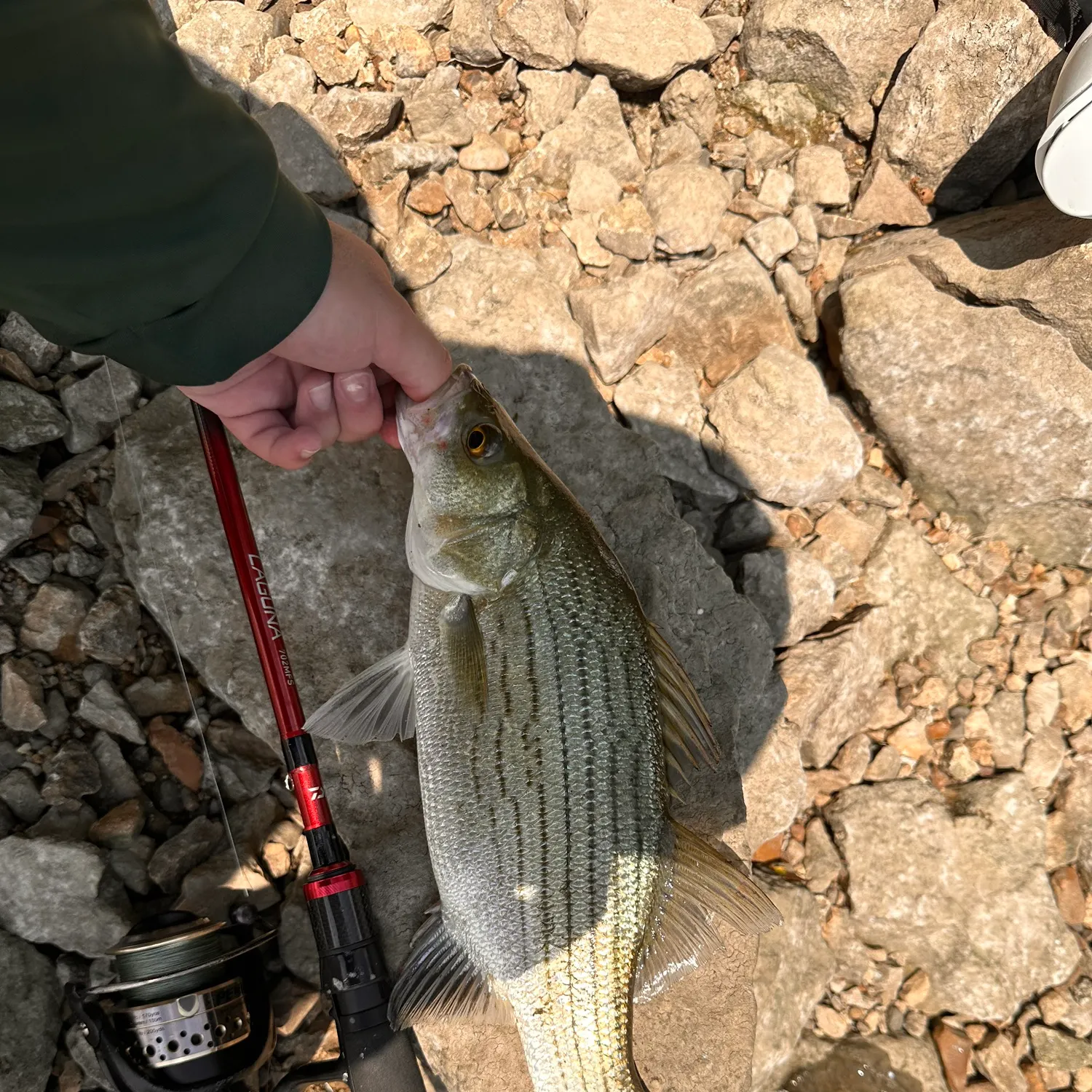 The most recent Wiper catches on Fishbrain