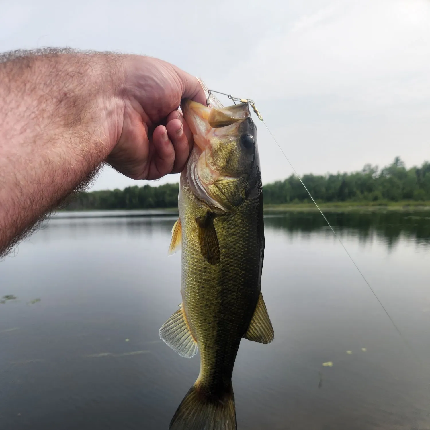 Largemouth bass caught on Fishbrain
